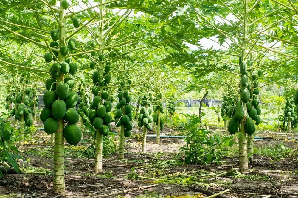 Maradol - Papaya for planting in home garden